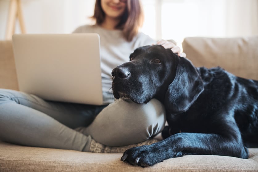 Como tirar pelos de cachorro e gato do sofá - AnaGi